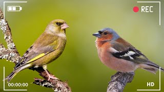 Nature Sounds  Birds Singing Without Music, 24 Hour Bird Sounds Relaxation, Soothing Nature Sounds