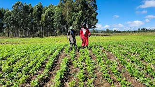Spraying our beans with Rabbit urine as organic fertilizer π«