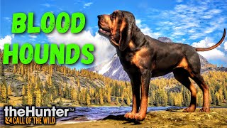 Bloodhounds Everything You Need To Know and How They Work! | theHunter Call of the Wild