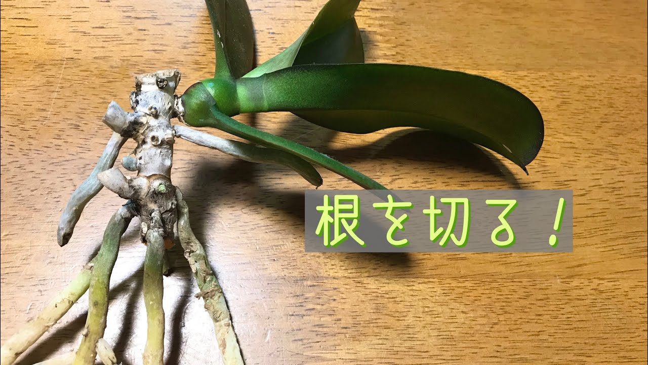 5月 胡蝶蘭 根の切り方 古い株の植え替え時に根を選んで切ります Youtube