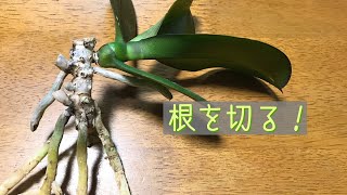 5月 胡蝶蘭 根の切り方。古い株の植え替え時に根を選んで切ります。