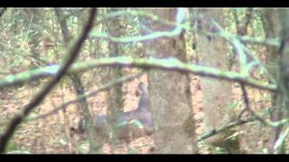 Mississippi Rut 2012-13