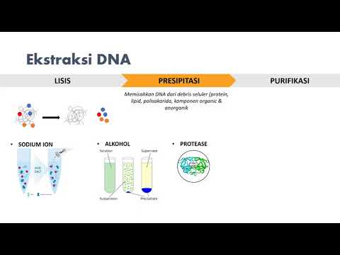 Ekstraksi DNA