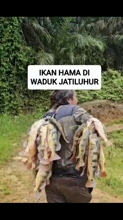 Ikan pbass di waduk jatiluhur