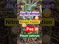 Pisum sativum root nodules | Do you know ? #fruit #trending #conceptclarity  #botanymcq