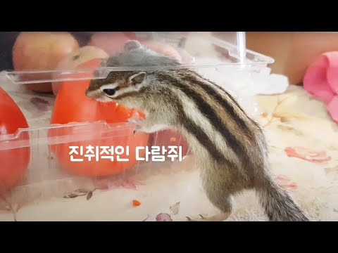 다람쥐는 원하는 것은 스스로 얻어낸다