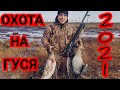 #ОХОТА НА ГУСЯ 2021#ОСЕНЬ#GOOSE HUNTING 2021 #AUTUMN#