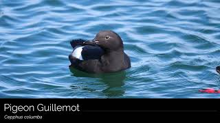 Pigeon Guillemot