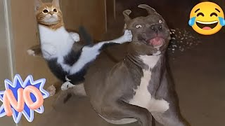 😂Funniest Cats and Dogs Videos 😺🐶 || 🥰😹 Hilarious Animal Compilation №036🤓