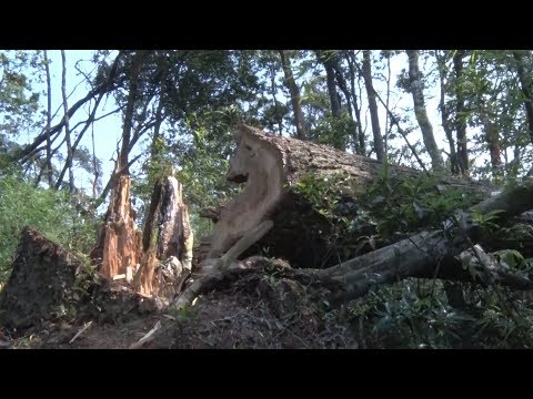 Video Tin Tức 24h Mới Nhất: Xử lý nghiêm vụ chặt phá rừng... - youtube