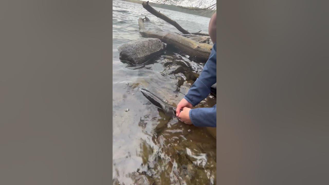 many-nice-fish-today-my-biggest-coming-in-at-4-1lbs-pleasesubscribe