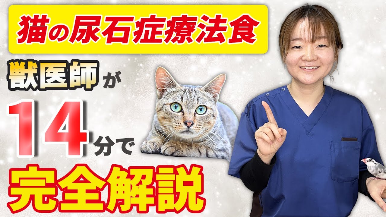 【保存版】いつまで使えばいいの？塩分、添加物は大丈夫？【尿石症療法食】