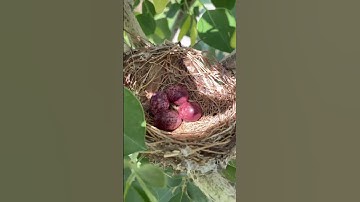 bird nest #vlog #travel #nest #birds