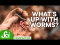 The Weird & Wiggly World of Worms