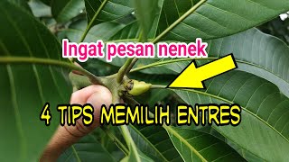 entres mangga yang sangat bagus untuk sambung pucuk atau top working agar cepat tumbuh dan berbuah