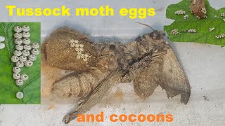 Tussock Moth Eggs And Cos Tussock Moth Caterpillars