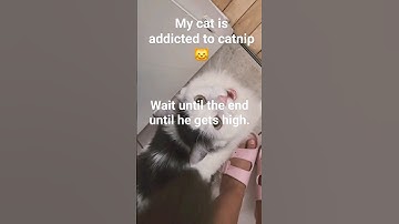 Getting high on catnip is another level 🥴#cat #catnip #funnycats #catvideos #cutecat #catlover #cats