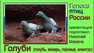 Голуби. Голоса птиц России