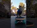 SHOCKING! 🛹 Skateboard Cat vs. The Dog Who Saved Kittens! 🤯 (PETS GONE WILD!) #cat #funny #aiart #ai