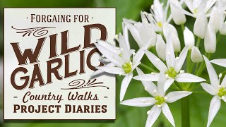 ★ How to Identify &amp; Foraging for Wild Garlic (UK Country Walks)