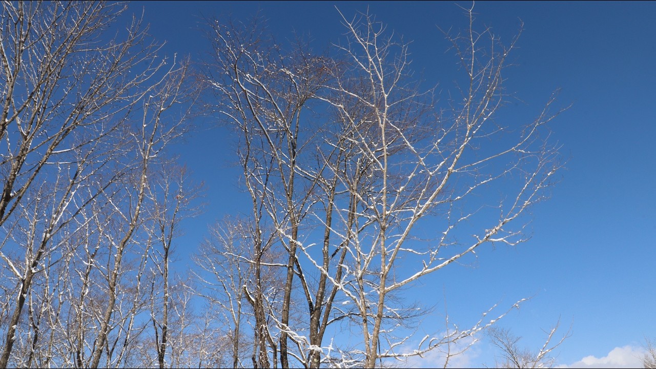 Flower song(G.Lange).Erica Morini