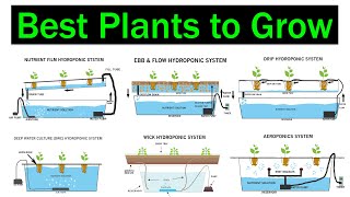 Which Hydroponic System is Better for Plants | Crops | Best Plants to Grow | Types of Hydroponics screenshot 3