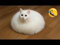 思わずニヤけてしまう爆笑動物モーメント😆