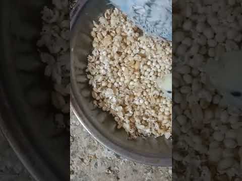 بديل البلكم والفلارس