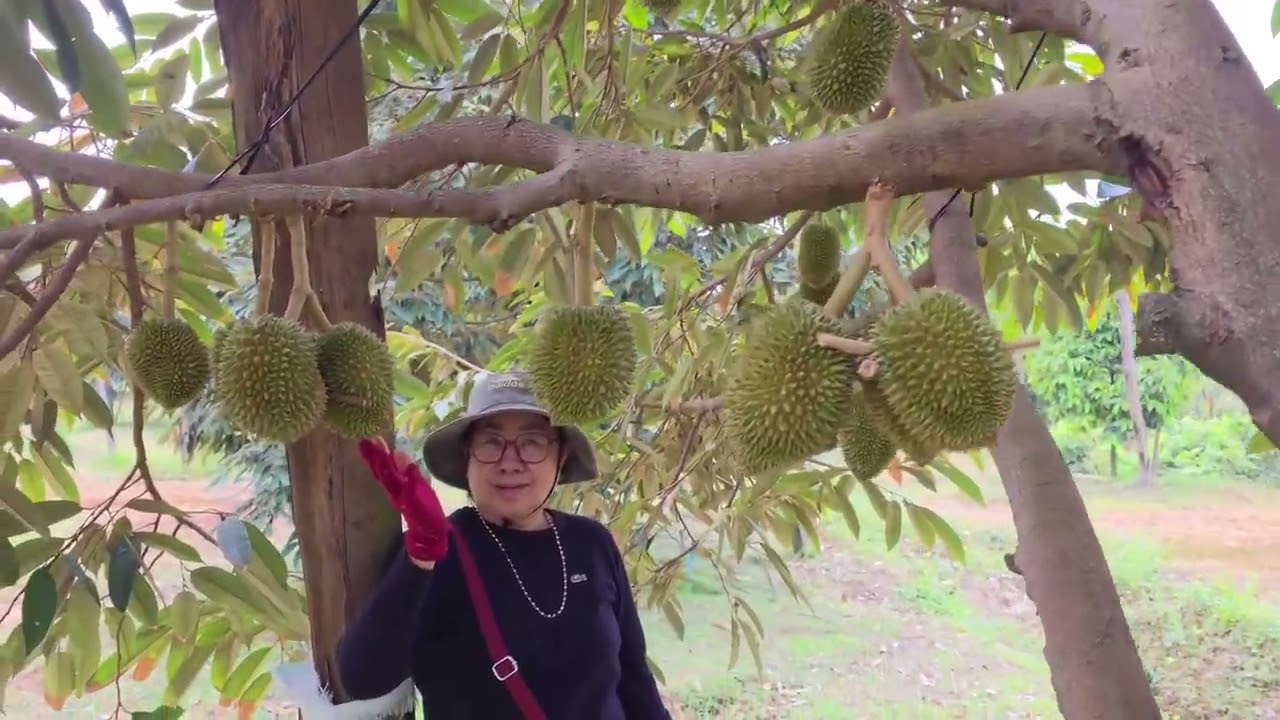 ✍️ចំការទុរេនតាហុង ស្រយ៉ងកោះកេរ្ត៍  ប្រមូលផលដើមខែ៥  - The quality fruit, harvest on this May