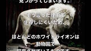 【衝撃】アルビノ(人間)狩りと黒人の関係!惨劇な「アルビノ狩り」は終わらない~タンザニア~ アルビノ 検索動画19 【衝撃】アルビノ(人間)狩りと黒人の関係!惨劇な「アルビノ狩り」は終わらない~タンザニア~ アルビノ 検索動画 19