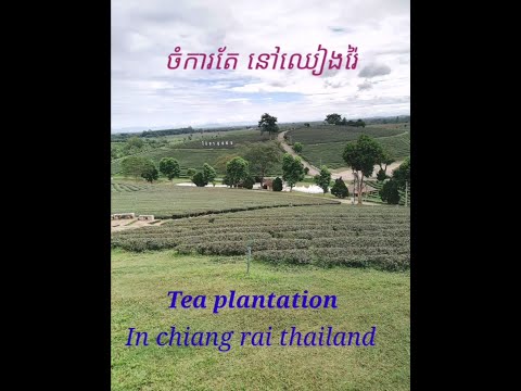 VISIT CHOUI FONG TEA PLANTATION (CHIANG RAI) ដំណើរកំសាន្តទស្សនាចំការតែនៅឈៀងរ៉ៃ..