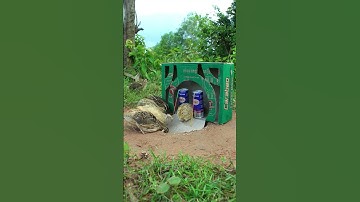 Easy method to quickly trap quail using cardboard boxes and holes # shorts #create #traps
