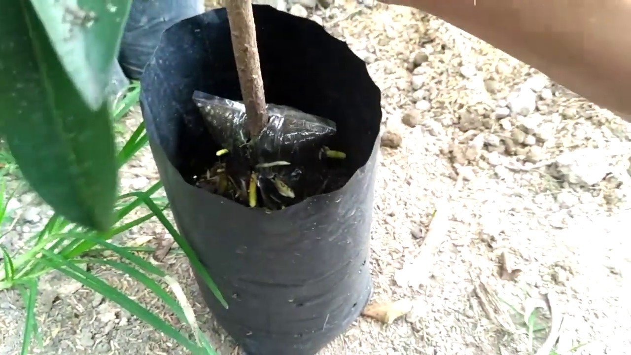 Hasil cangkok sawo dan cara menanamnya || akar lebat insya Allah cepat berbuah