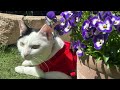 【猫動画】秋の夜長と最高のニャンコと!〜にゃんともパレード〜#猫動画#猫#442