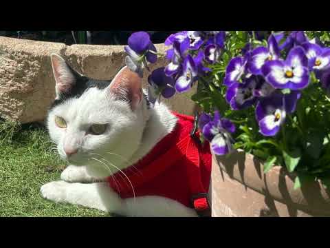 【猫動画】秋の夜長と最高のニャンコと!〜にゃんともパレード〜#猫動画#猫#442