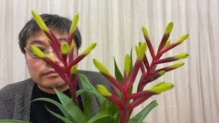 初めて育てる植物は株姿から想像する