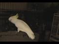 Snowball tm  our dancing cockatoo