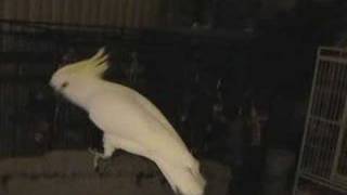 Snowball (TM) - Our Dancing Cockatoo