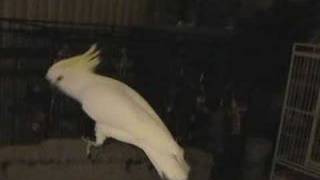 cocktail video