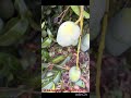 Sprouted health mix -- Ulavan Veedu (GoTo Spoc - your wellness partner)