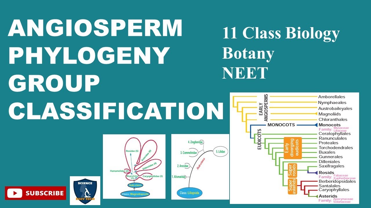 what is phylogenetic classification class 11