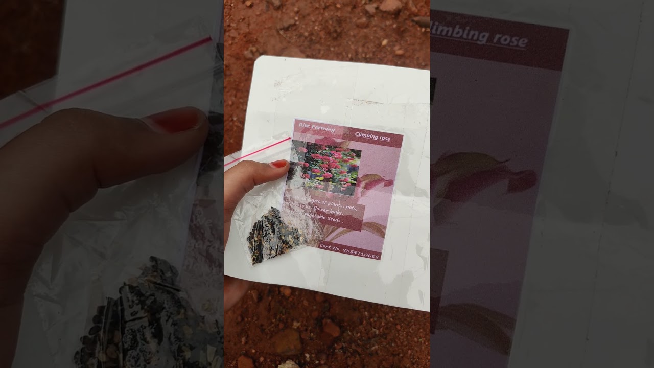 Climbing rose seeds / planting/ 