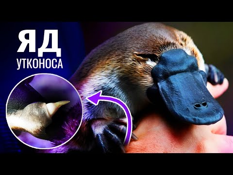 Видео: Биология самого странного млекопитающего - Утконоса