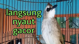 Download Lagu pancingan trucuk ngalas gacor bikin trucuk lain emosi langsung nyaut bunyi MP3 Download Lagu pancingan trucuk ngalas gacor bikin trucuk lain emosi langsung nyaut bunyi MP3