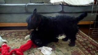 Tuppy Plays For A Bit.