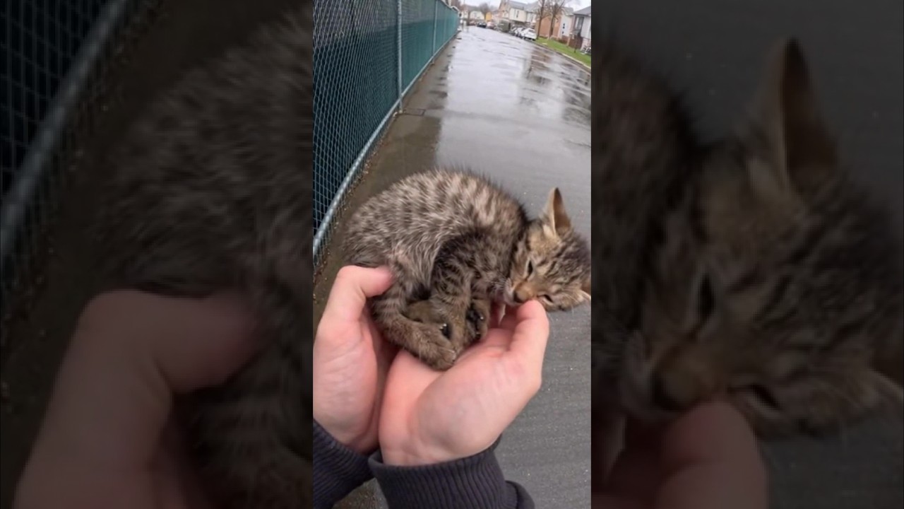 Real POV Animal Rescues Compilation