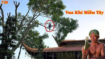 Vua Khỉ Miền Tây đã tỉa cành hoàn thành xong cây Xà Cừ lớn như thế nào ? (3/3) Cutting nacre tree