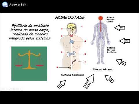 Video: Opprettholdelse Av Intestinal Homeostase Ved Slimhinnesperrer