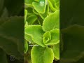 Karpooravalli benefits கற்பூரவ ள்ளி பயன்கள்