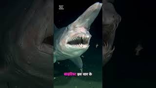 Top 5 Ocean Monsters Scientists Still Can't Explain 😱⁉️ #shorts #shortvideo